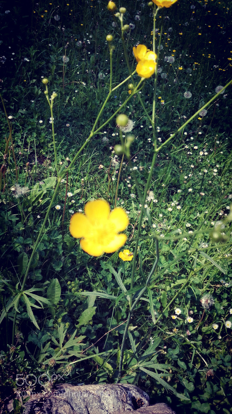 HUAWEI P8 Lite sample photo. Untitled photography