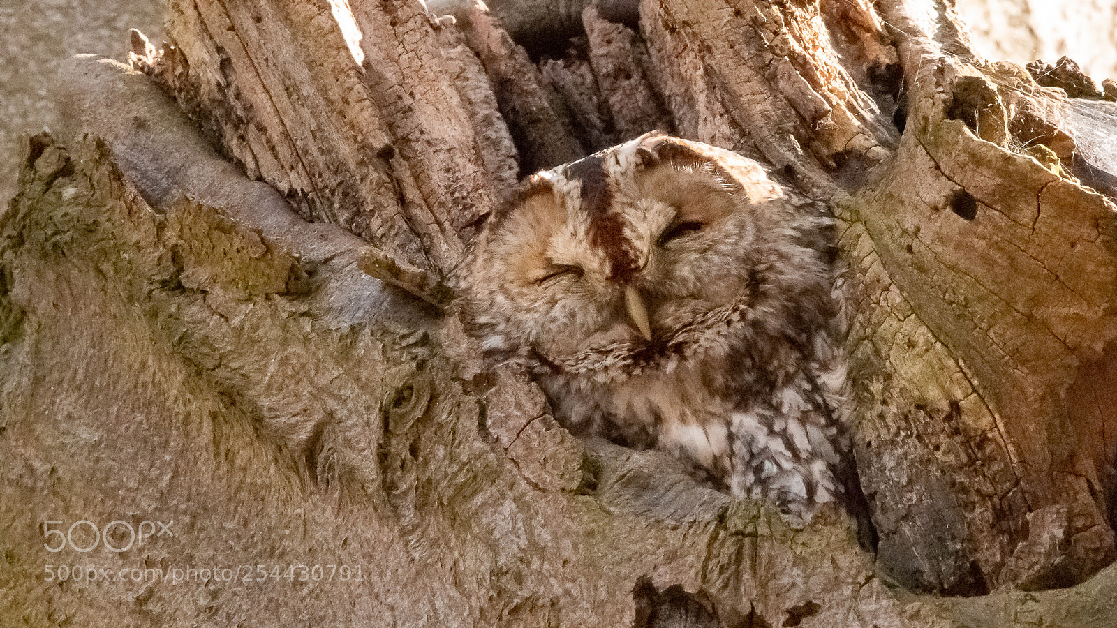 Canon EOS 70D sample photo. Bosuil (strix aluco) photography