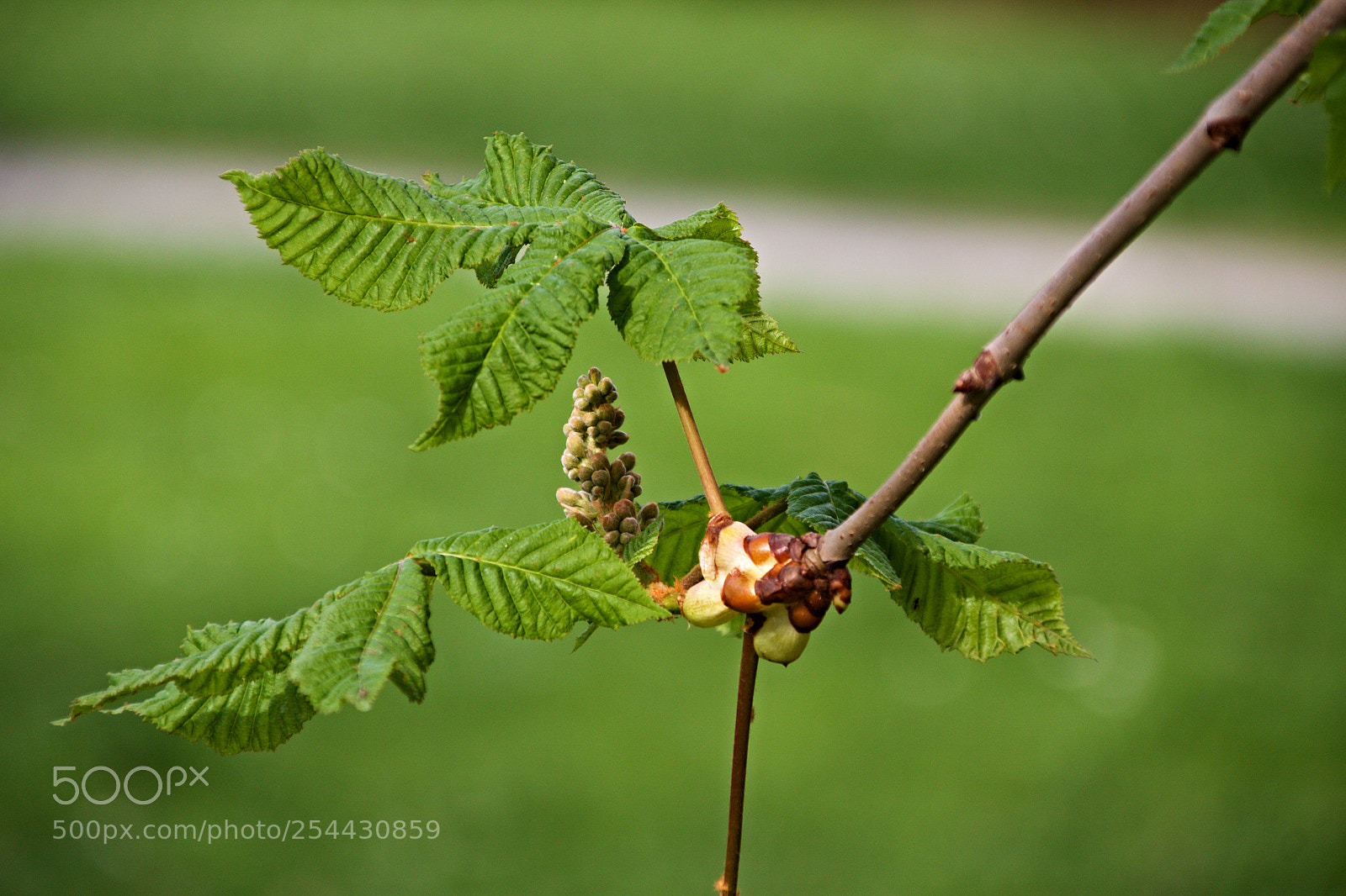Canon EOS 50D sample photo. Spring in city park_6 photography