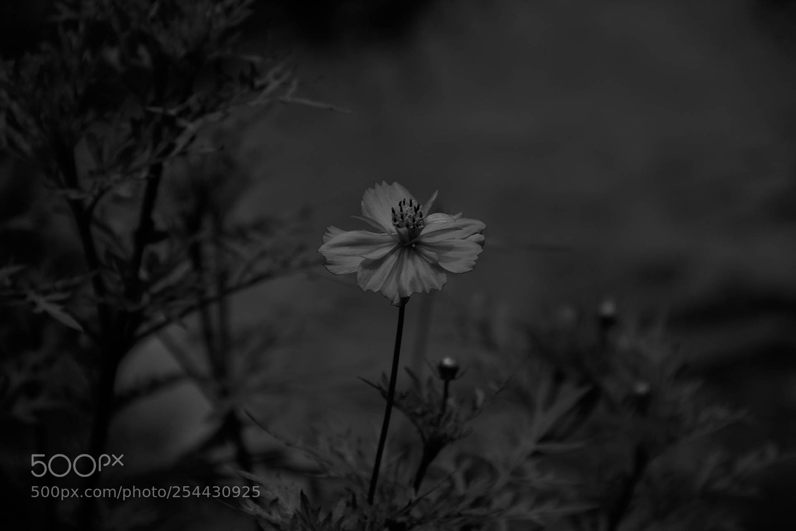 Canon EOS 60D sample photo. Img photography