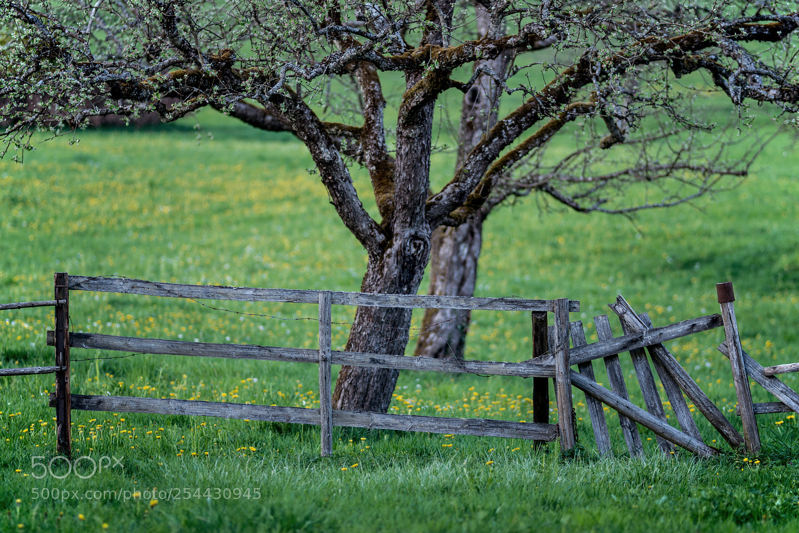 Nikon D800 sample photo. Fence photography