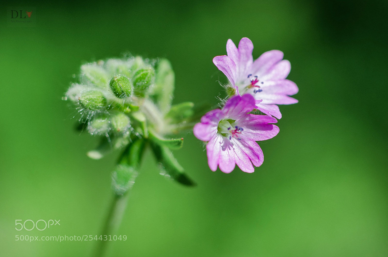Nikon D7000 sample photo. Green attitude photography