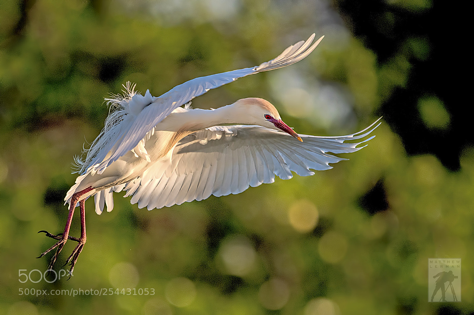 Nikon D810 sample photo. Morning light 1772 photography