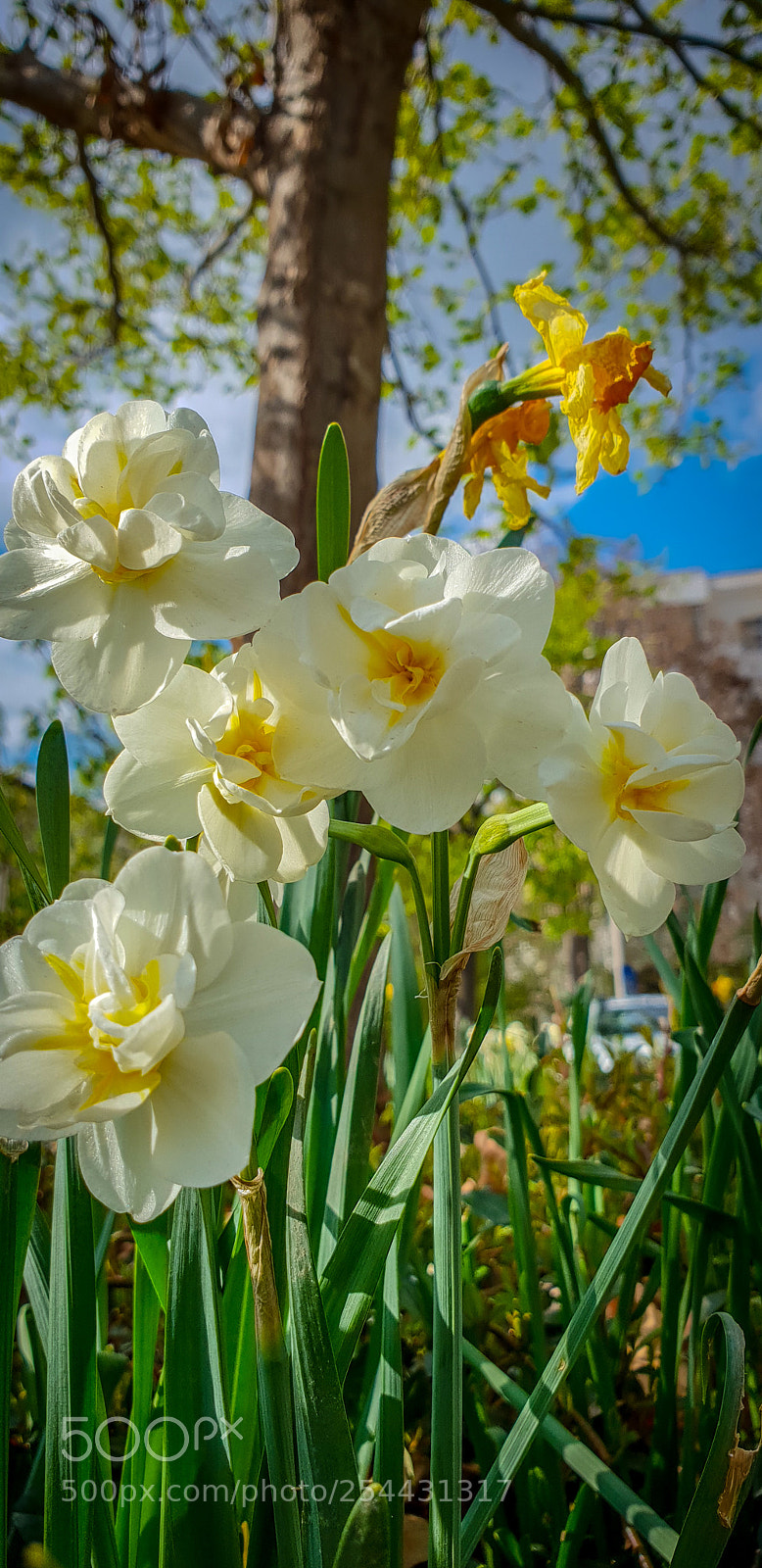 Samsung Galaxy S9+ sample photo. Untitled photography