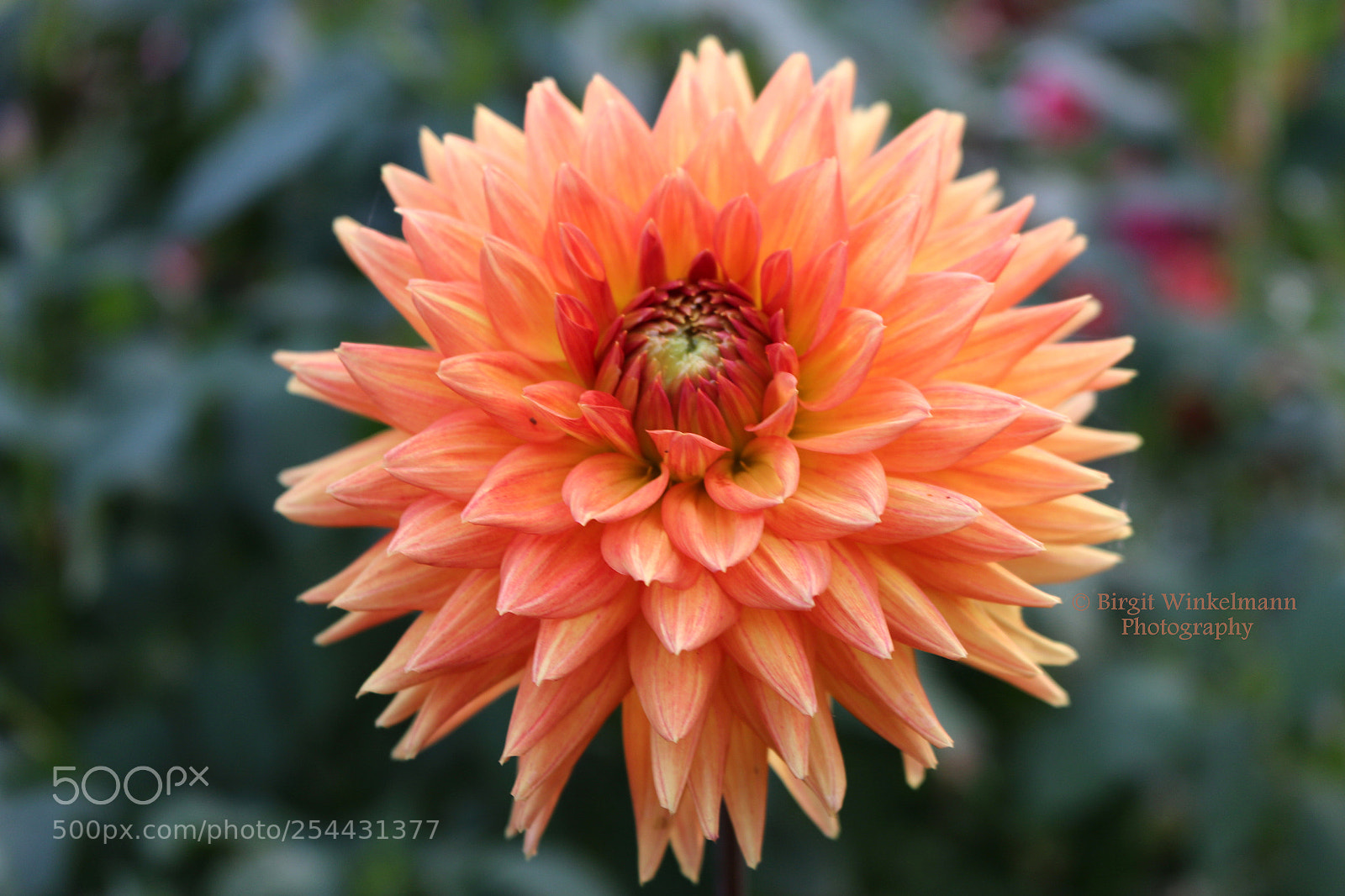 Canon EOS 70D sample photo. Amazing orange dahlia photography
