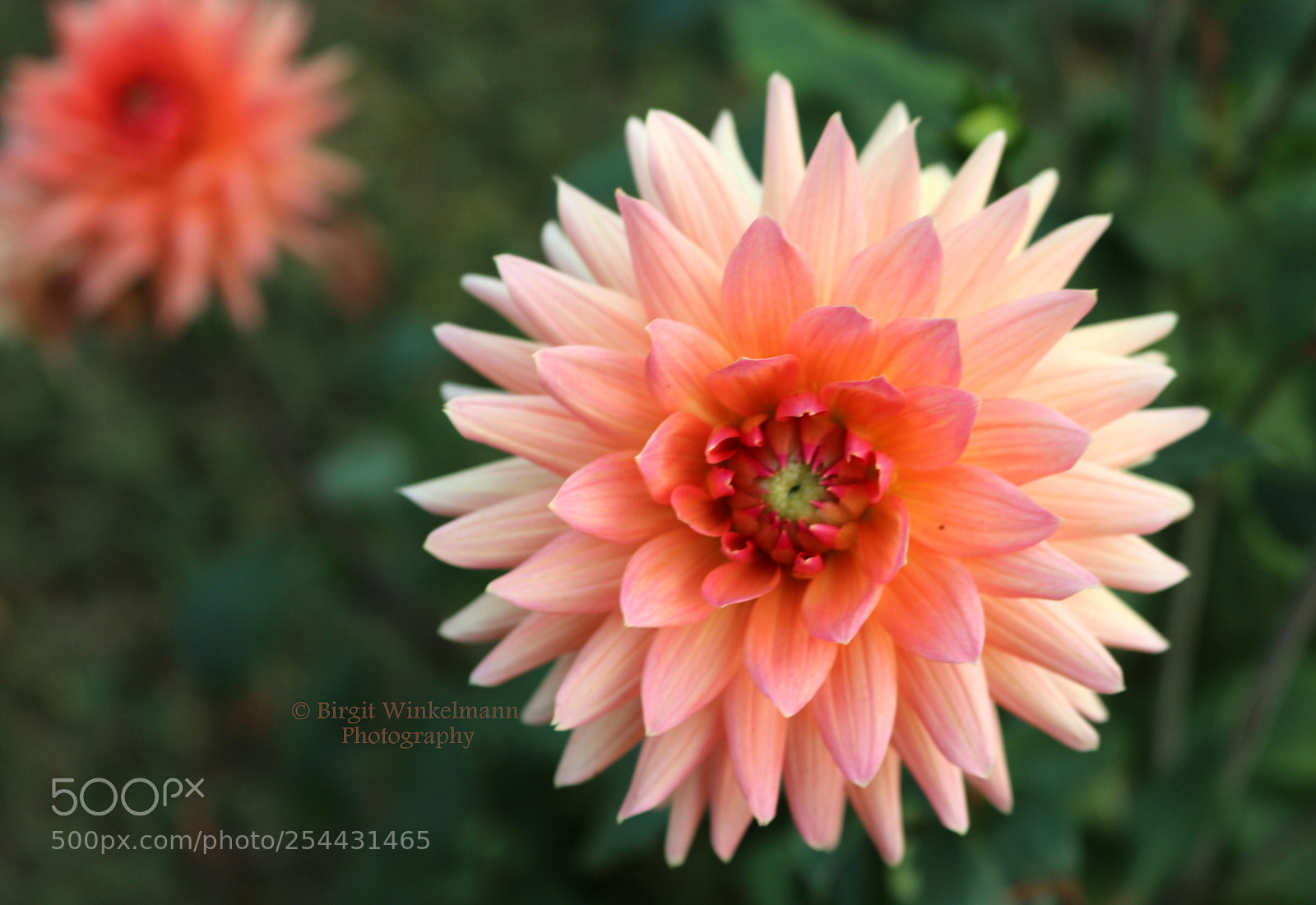 Canon EOS 70D sample photo. Beautiful dahlia photography