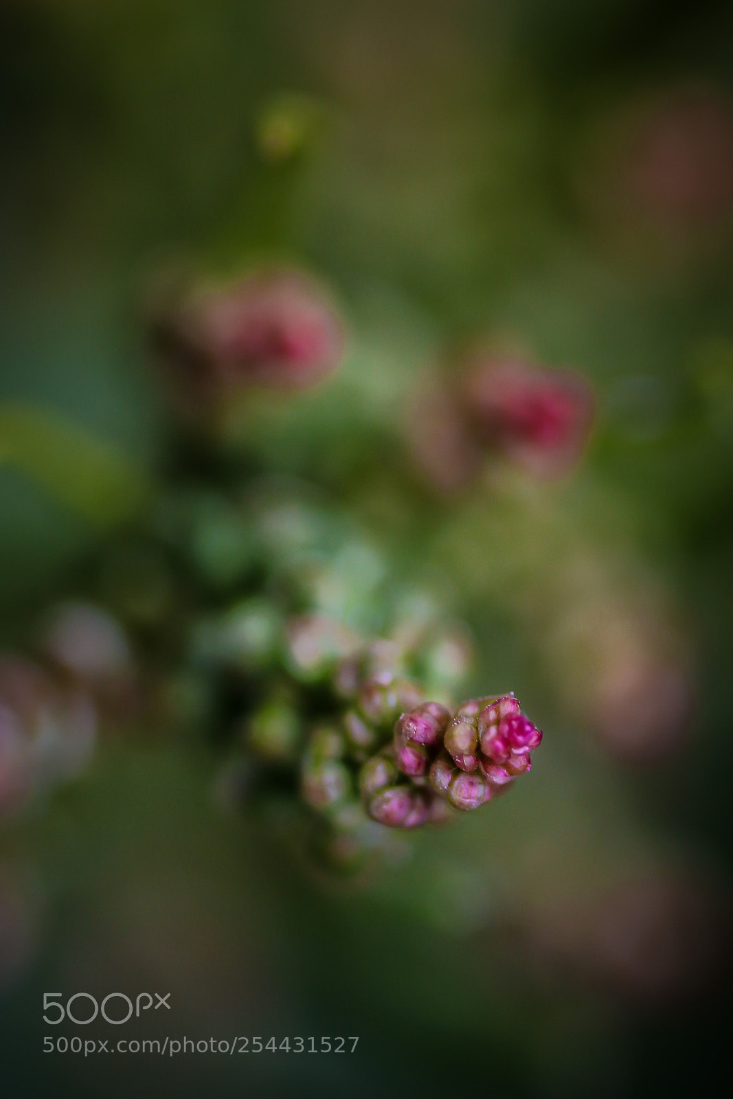Canon EOS 700D (EOS Rebel T5i / EOS Kiss X7i) sample photo. Blooming photography