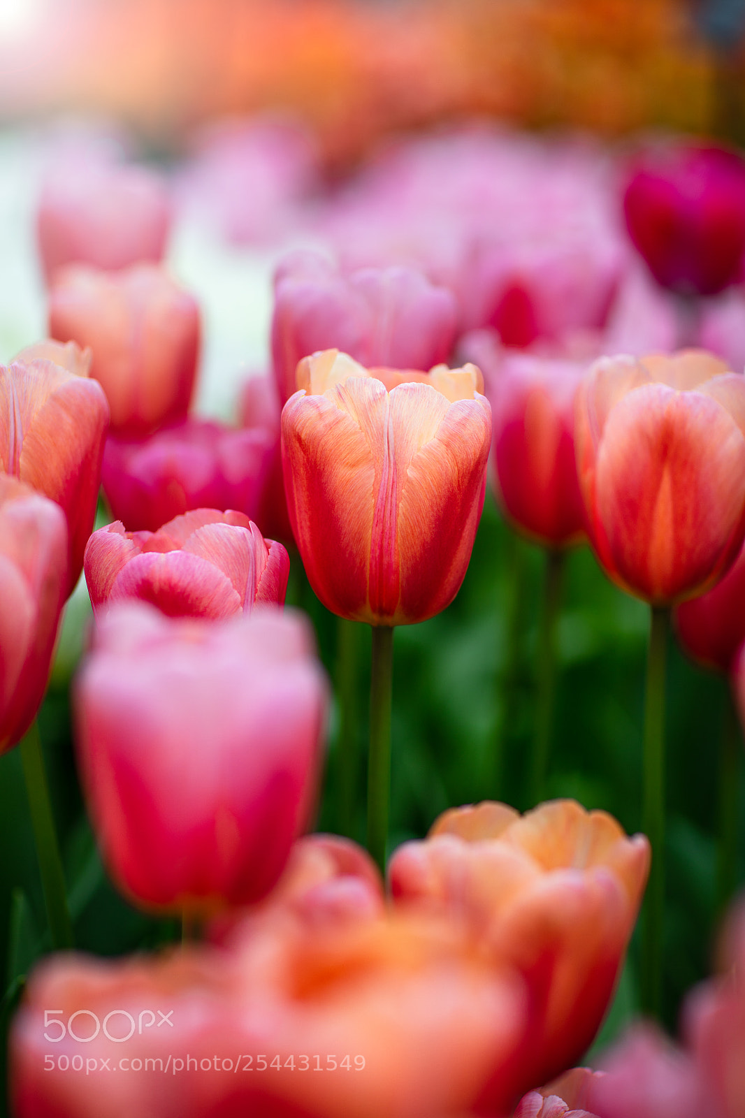 Canon EOS 5DS R sample photo. Dutch tulip photography