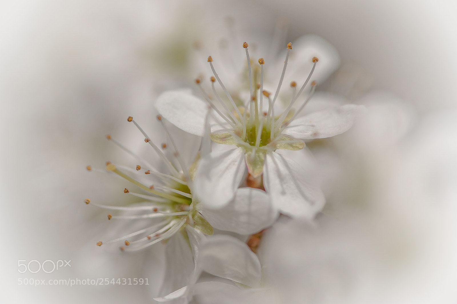 Canon EOS 70D sample photo. Schlehdornblüten photography