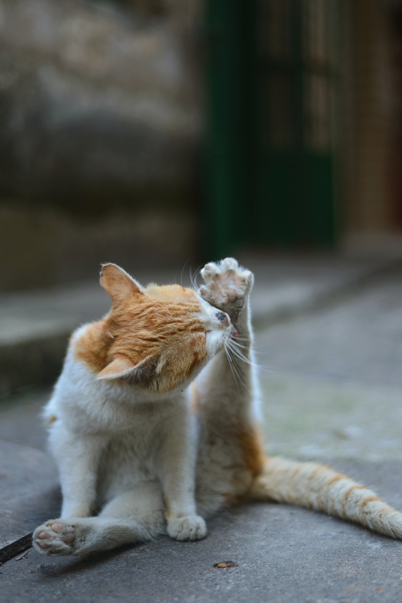 Nikon D610 + Nikon AF Nikkor 50mm F1.8D sample photo. 丢了节操的猫 photography