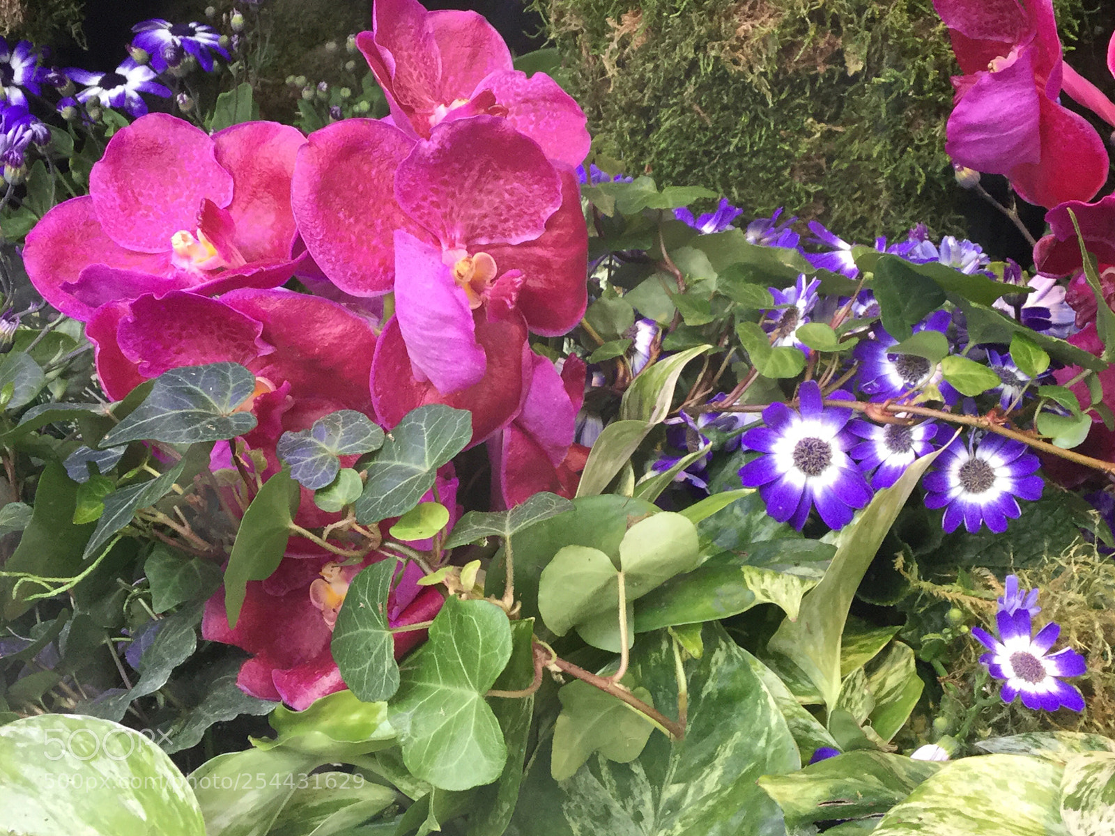 Apple iPod touch sample photo. Flower pose photography