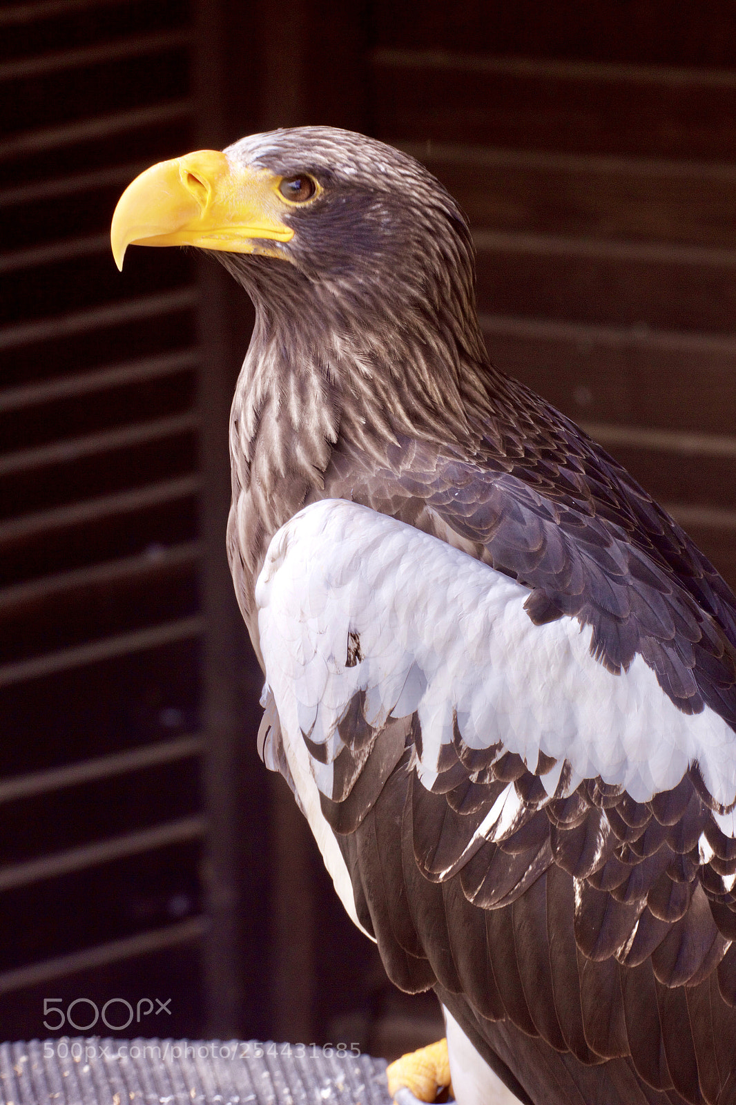 Canon EOS 550D (EOS Rebel T2i / EOS Kiss X4) sample photo. Eagle photography