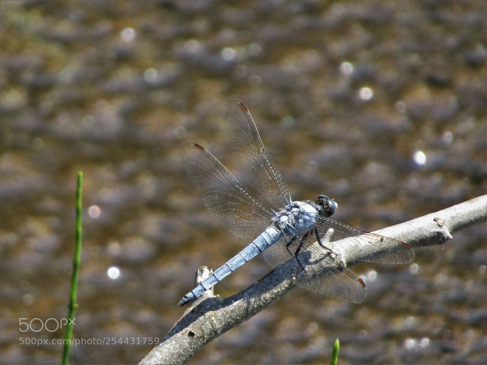 Canon PowerShot SX410 IS sample photo. Blue dragonfly photography