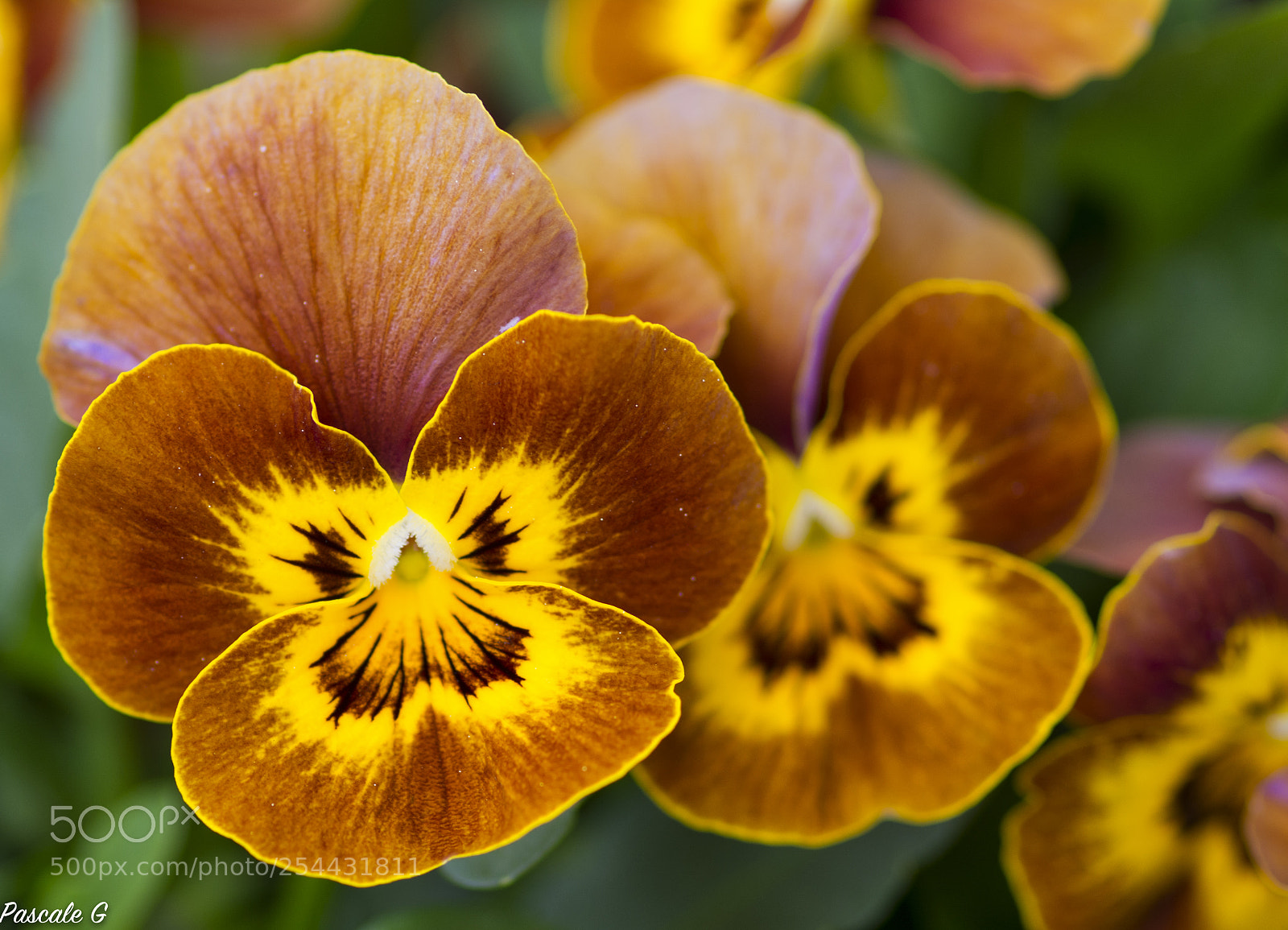 Nikon D7100 sample photo. I think of you photography