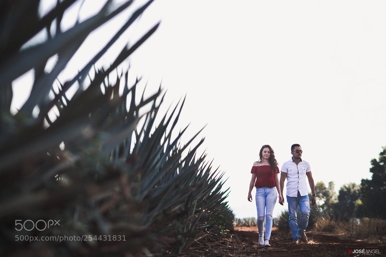 Canon EOS 700D (EOS Rebel T5i / EOS Kiss X7i) sample photo. Agaves photography