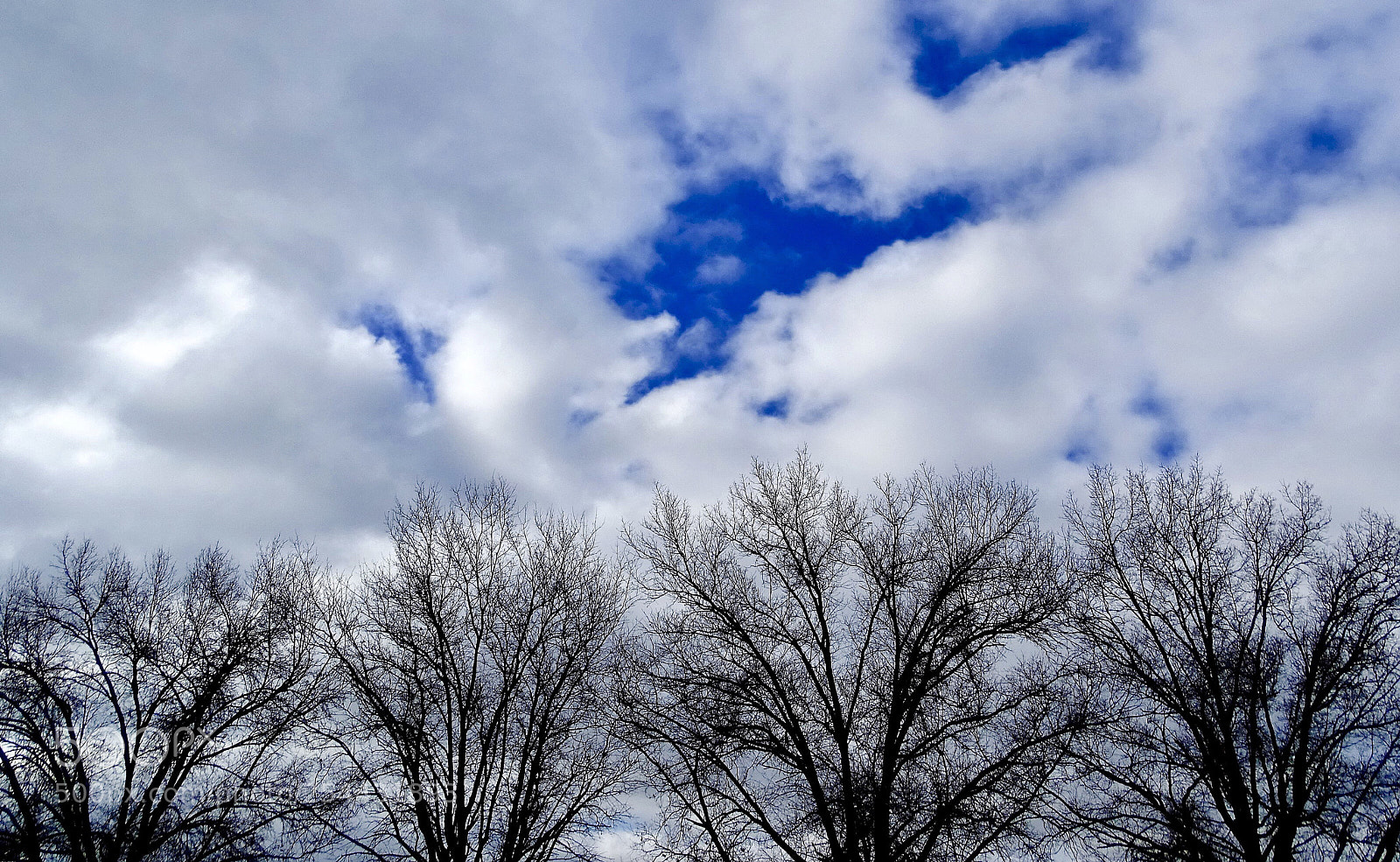 Sony Cyber-shot DSC-HX400V sample photo. Tree’s gathering photography