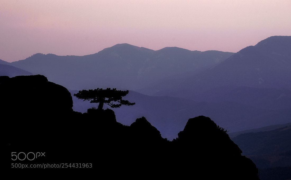 Nikon D610 sample photo. Wabi-sabi photography