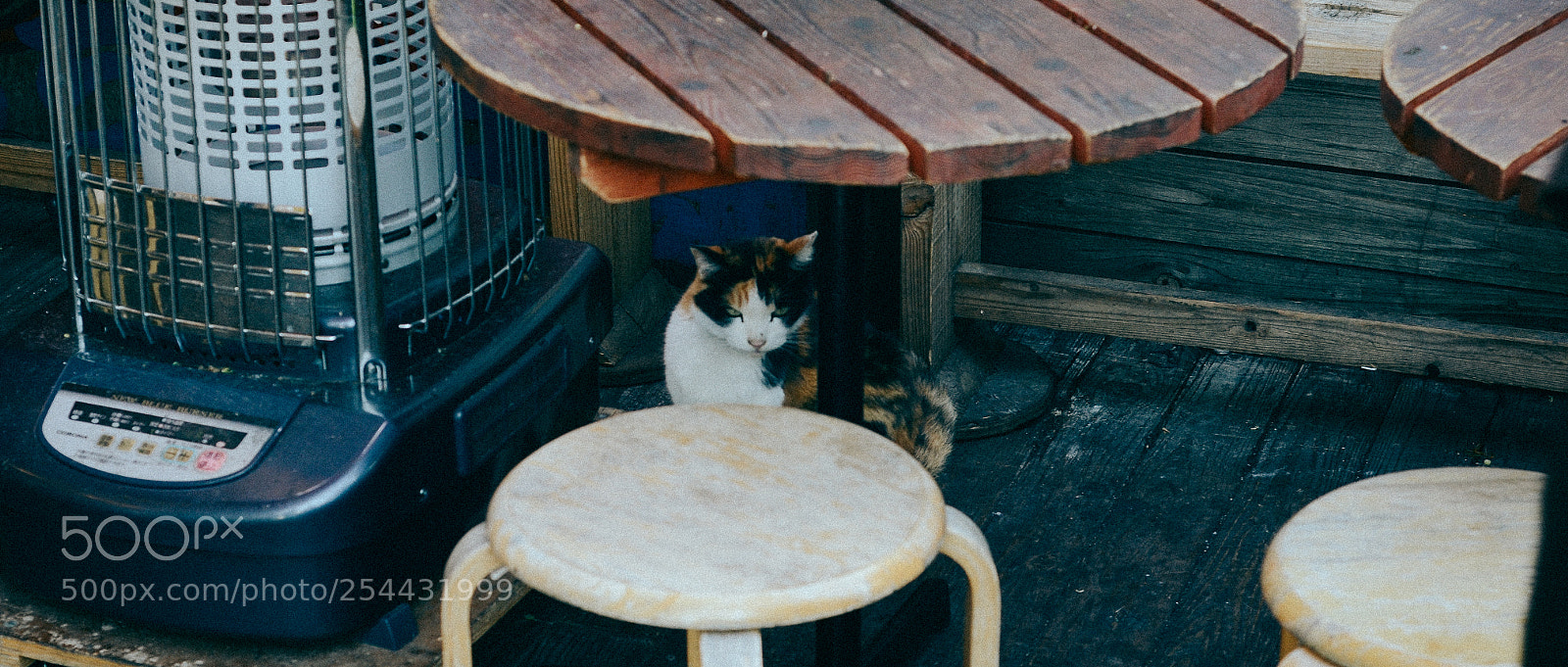 Nikon D7000 sample photo. Takoyaki cat photography