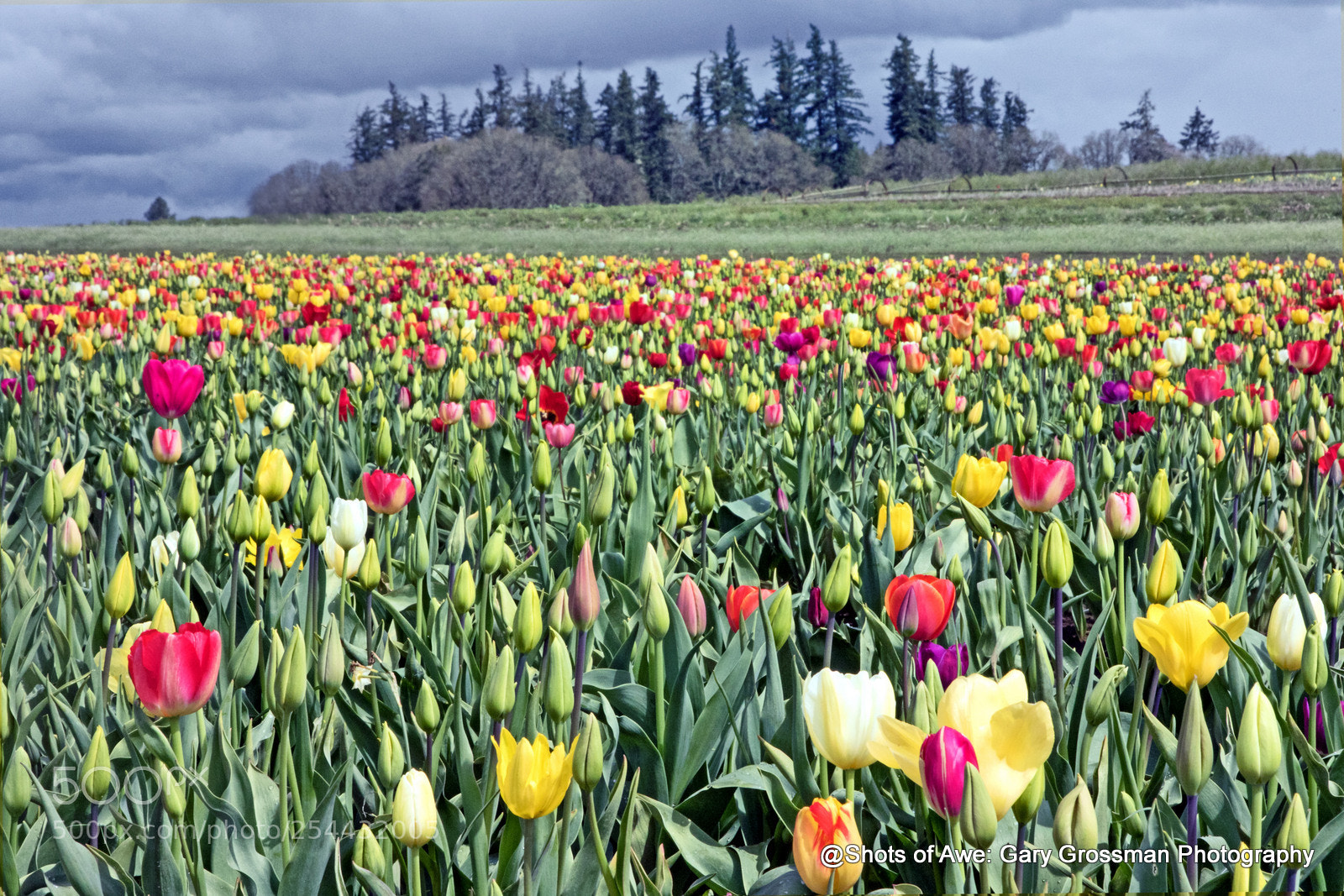 Canon EOS 7D Mark II sample photo. Oregon tulips photography