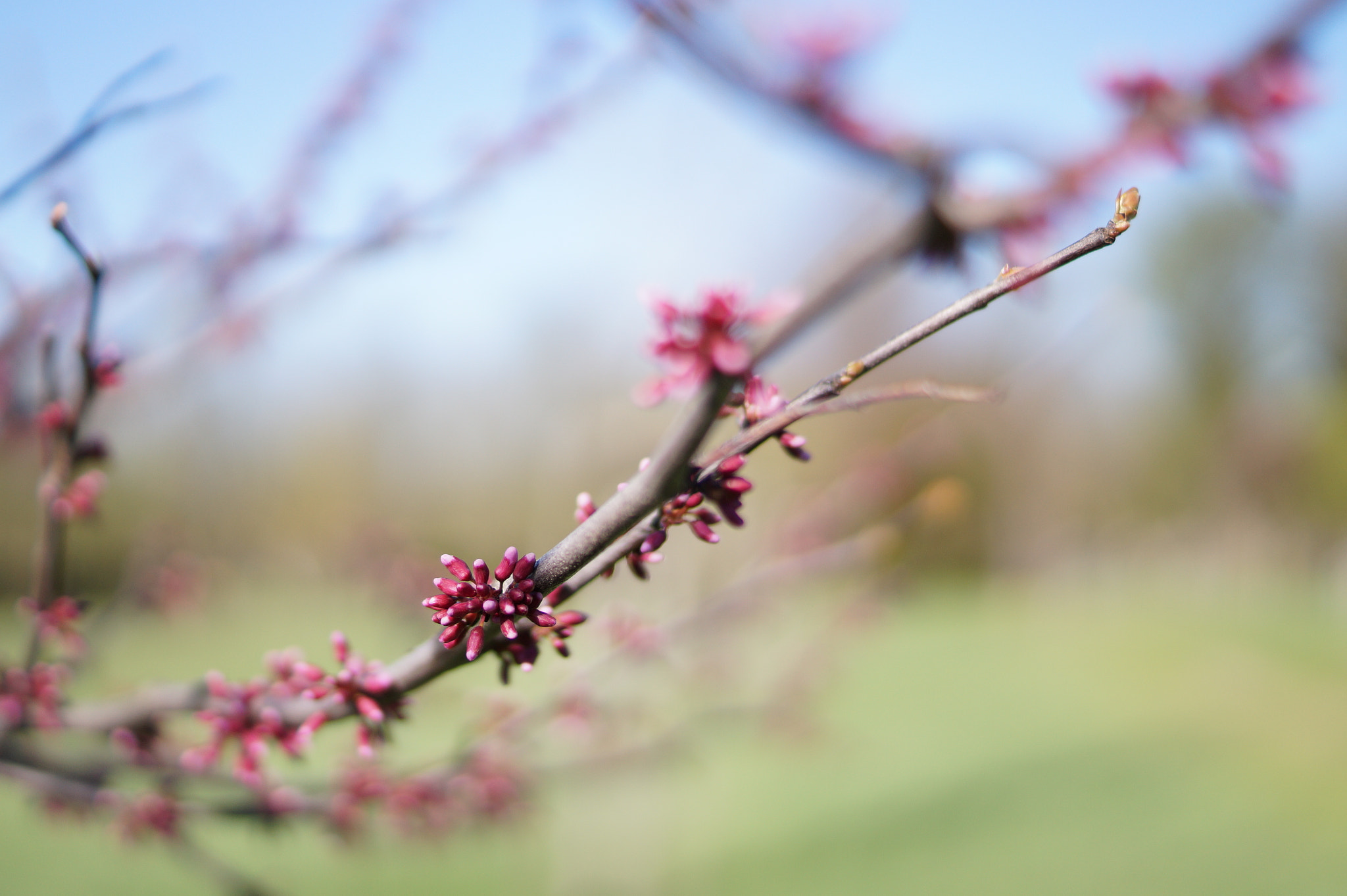 Sony SLT-A58 sample photo. Spring photography