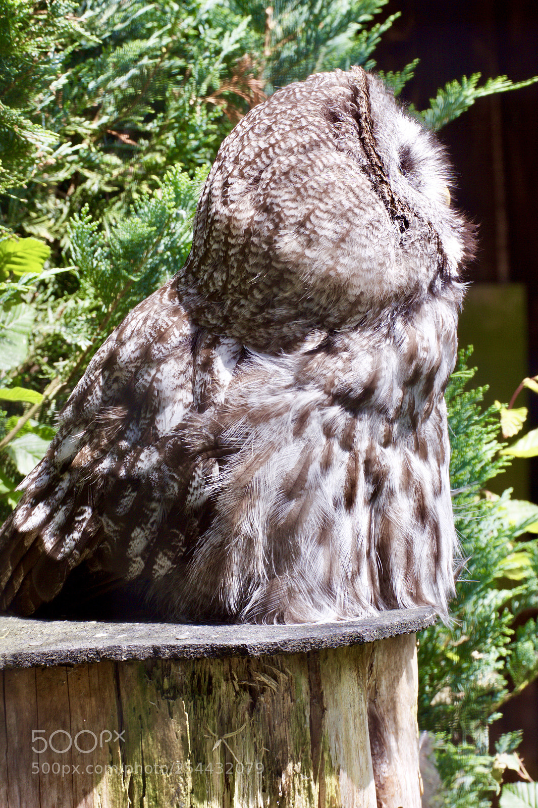 Canon EOS 550D (EOS Rebel T2i / EOS Kiss X4) sample photo. Owl photography