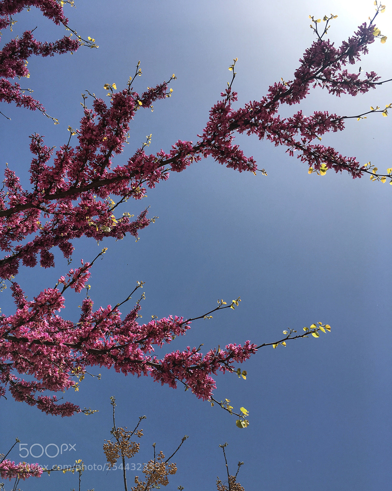 Apple iPhone SE sample photo. Blossom photography