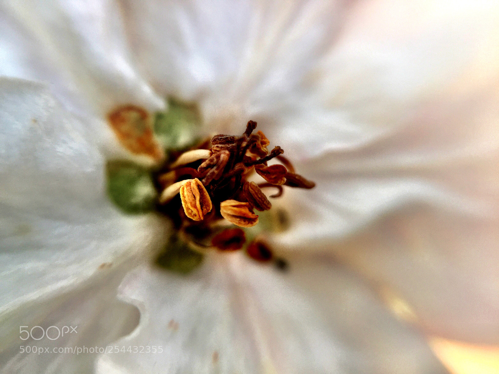 Apple iPhone 6 Plus sample photo. Bahar i e i photography