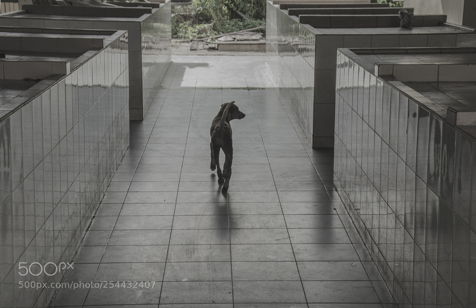 Nikon D7000 sample photo. Dog photography