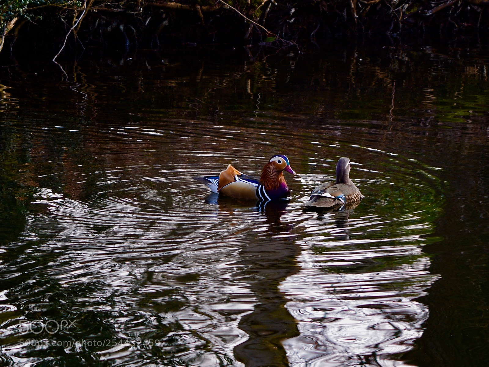 Nikon D5200 sample photo. Mandarin duck in berlin photography