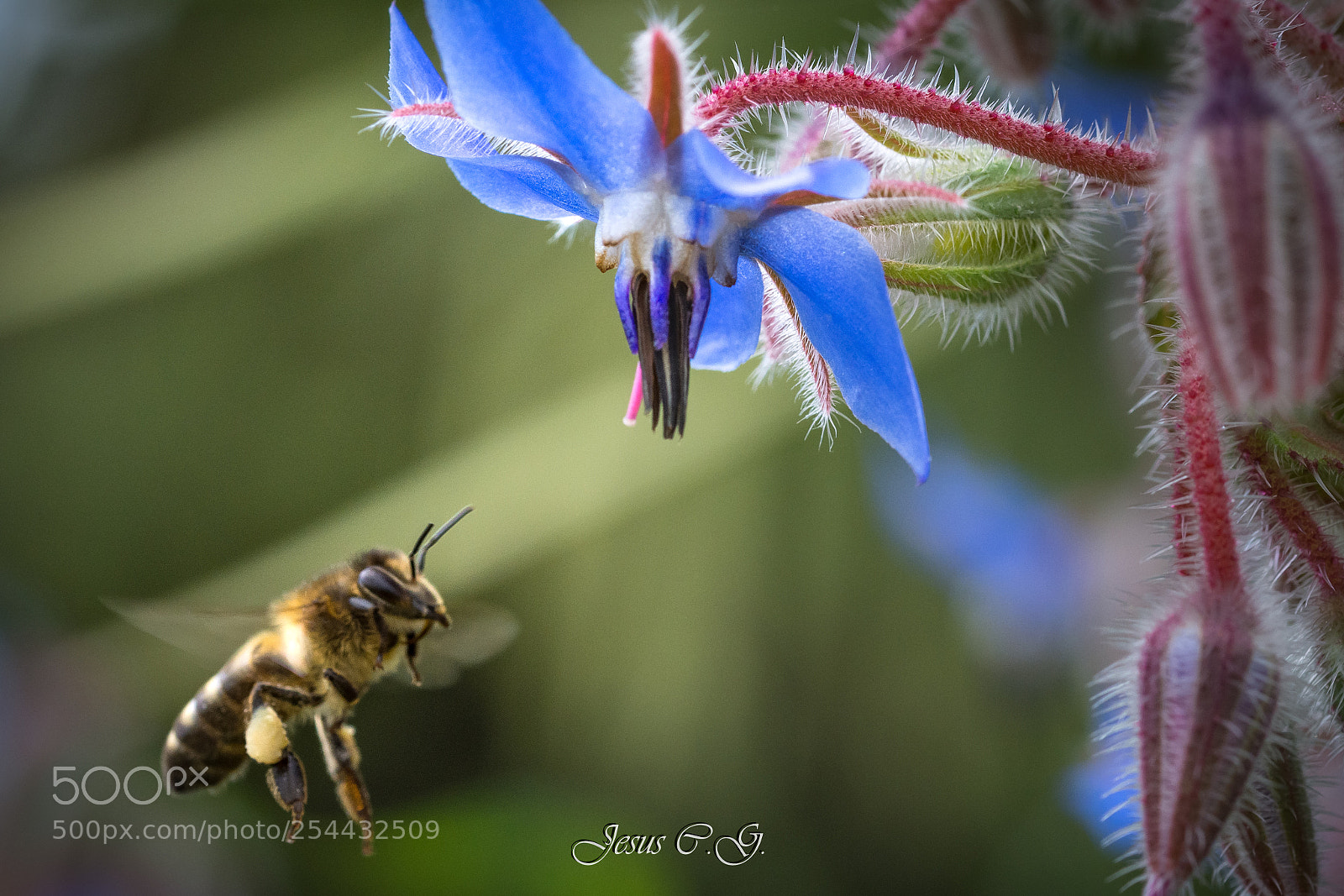 Nikon D7200 sample photo. Pretty bee photography