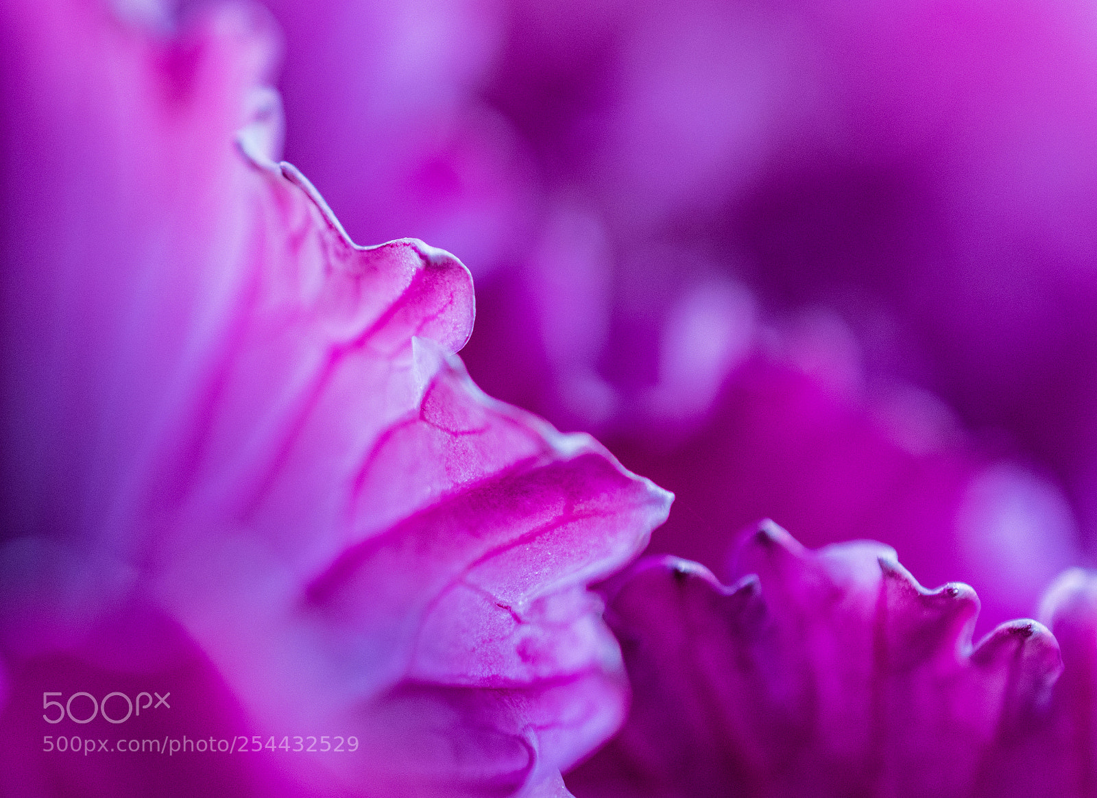 Nikon D5300 sample photo. Cabbage rose leaf photography
