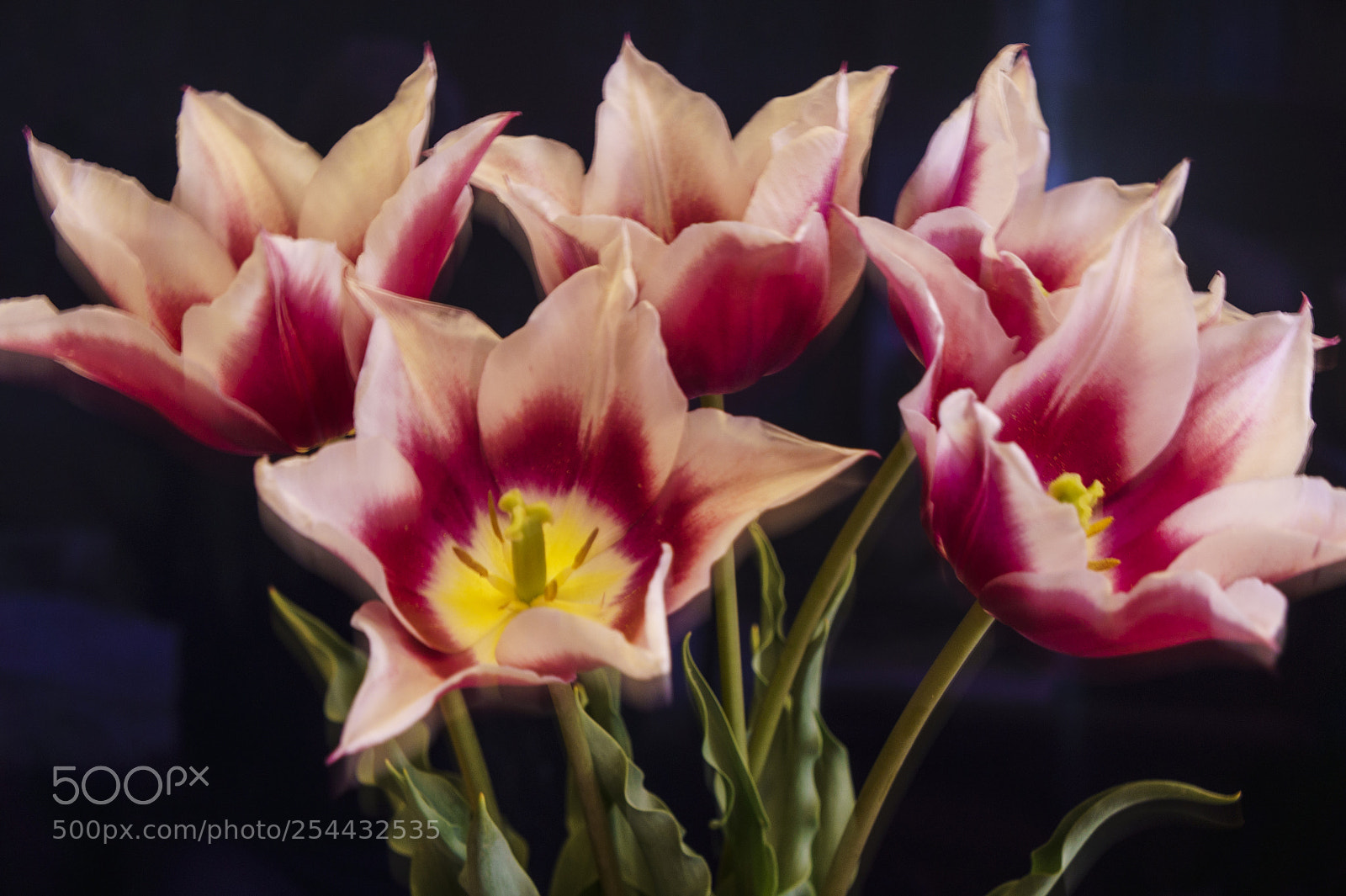 Sony Alpha NEX-5 sample photo. Bouquet of spring tulips photography