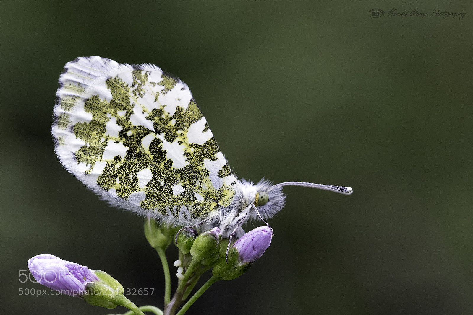 Olympus OM-D E-M1 Mark II sample photo. Orange tip photography