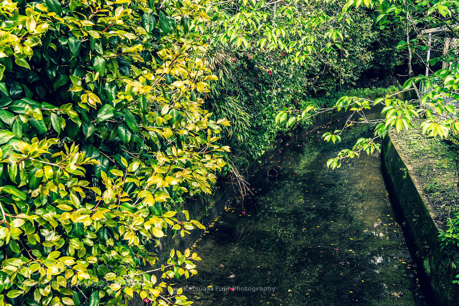 Olympus OM-D E-M10 sample photo. Juicy stream photography