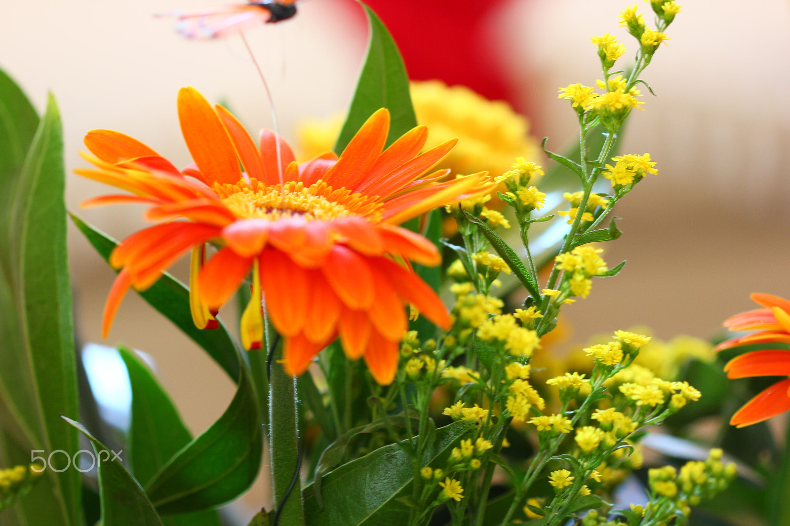 Canon EF 100mm F2.8 Macro USM sample photo. Color of the day 9 photography