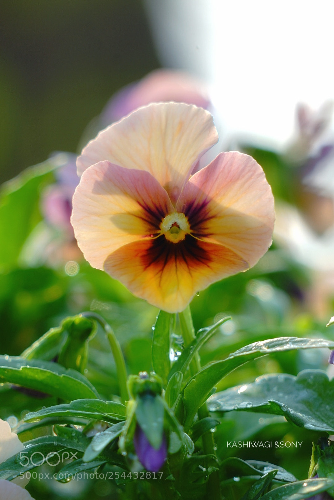 Sony a7 II sample photo. Viola with splendid photography