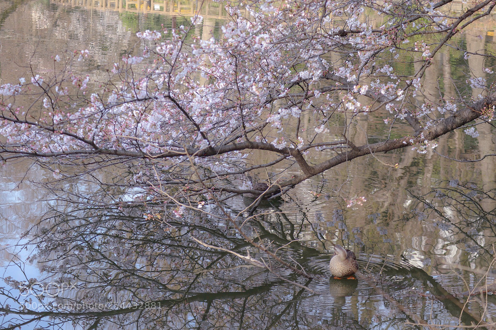 Canon EOS M5 sample photo. Cherry blossoms  photography