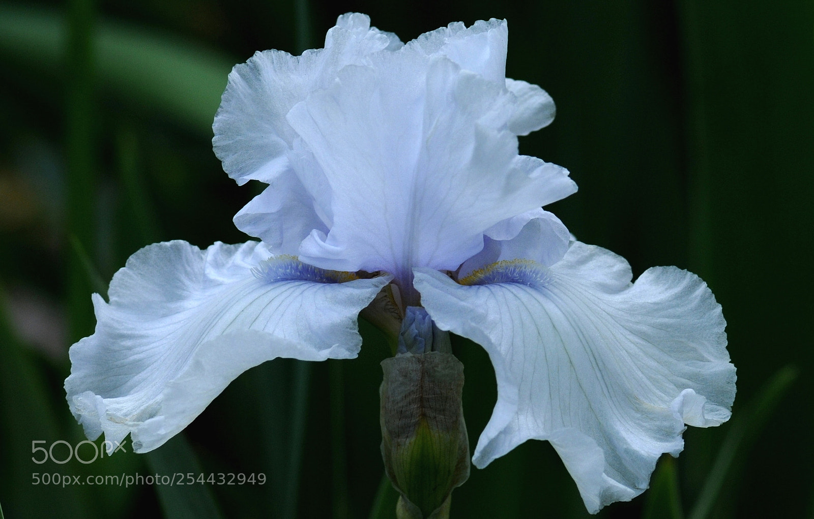 Nikon D300 sample photo. Gpms () photography
