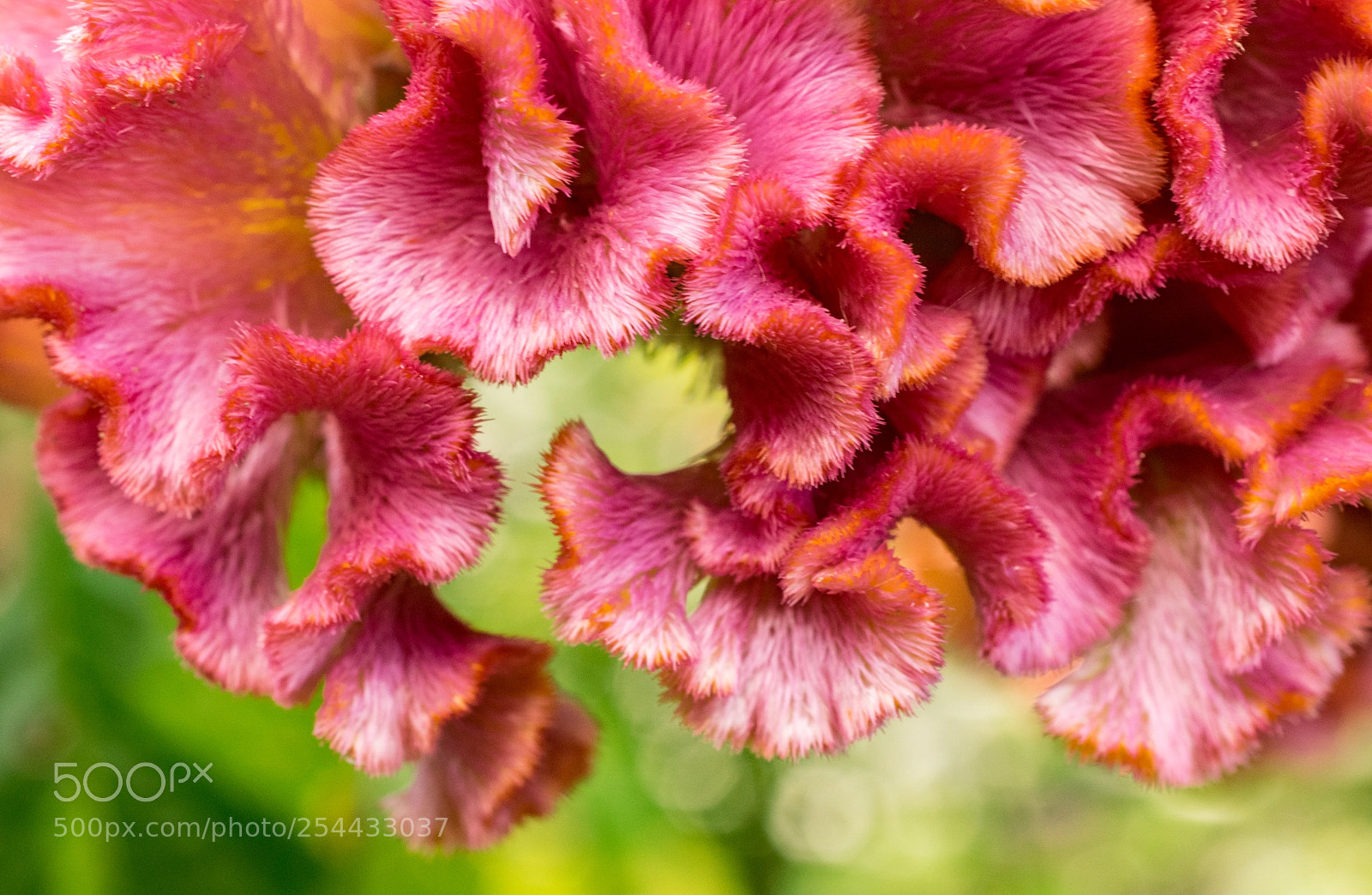 Nikon D5300 sample photo. Pink cockscomb photography