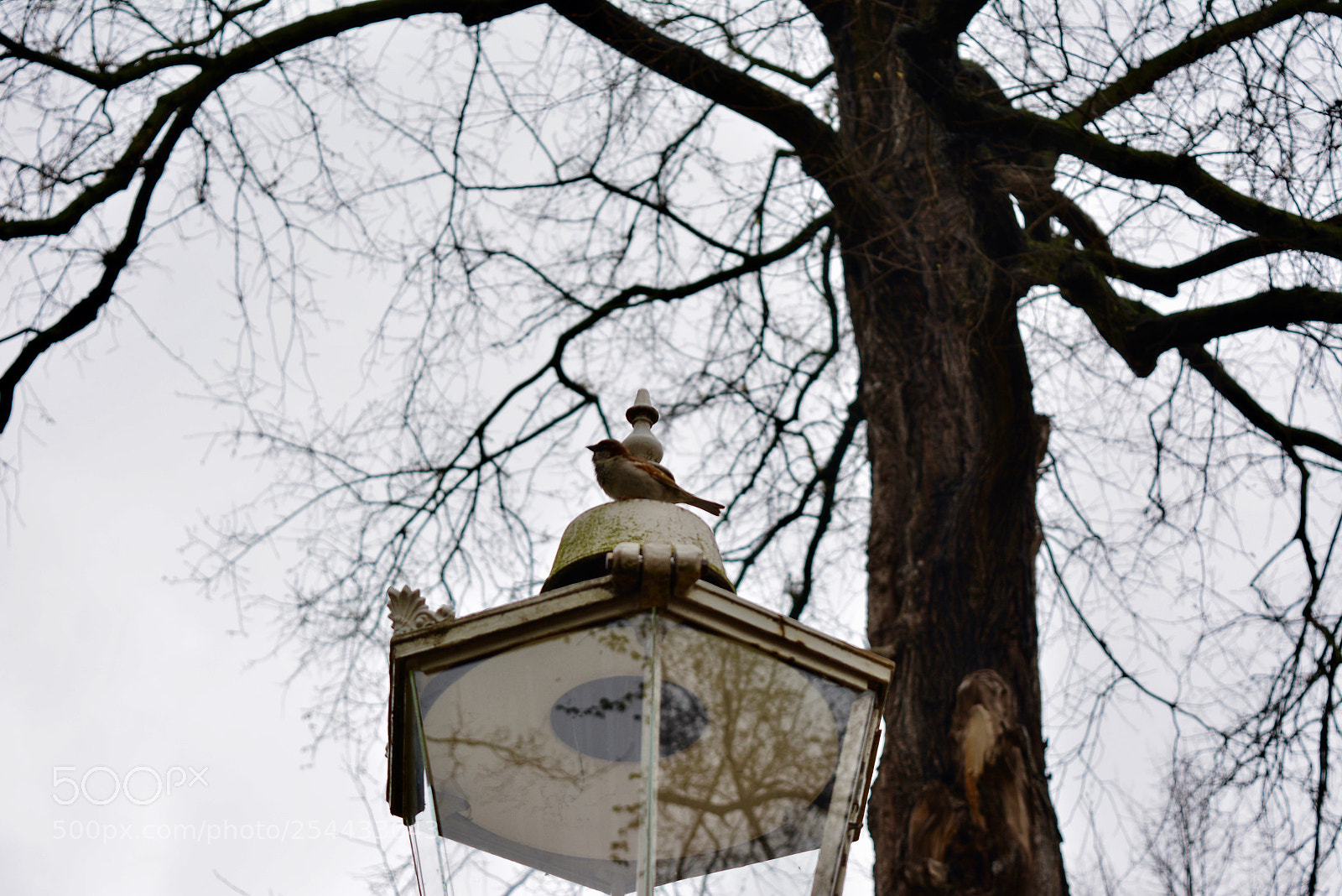 Nikon D5200 sample photo. Bird on a lantern photography