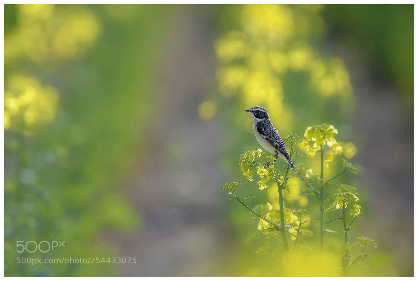 Nikon D810 sample photo. Whinchat tarier des pr photography