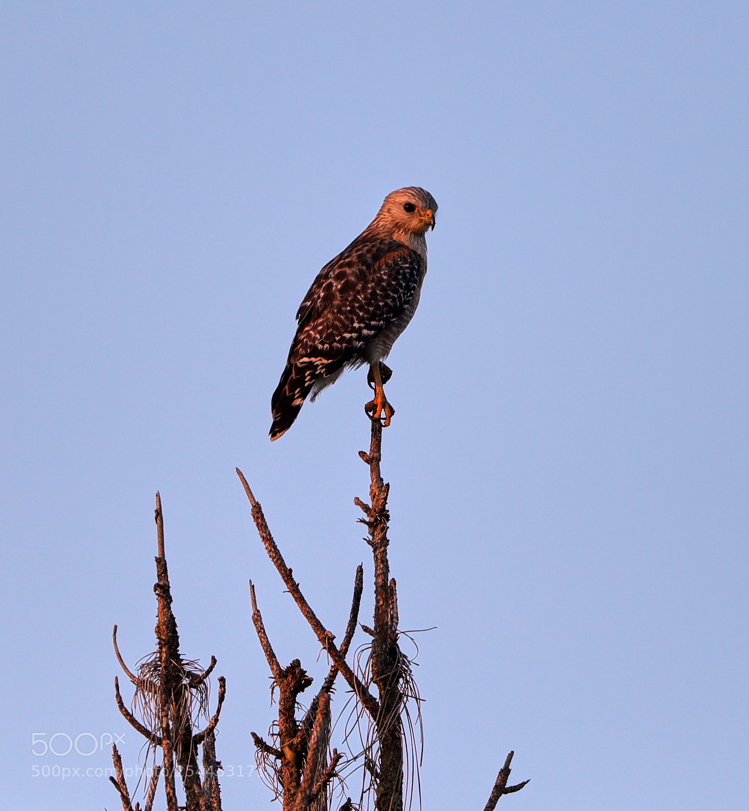 Canon EOS-1D X Mark II sample photo. 04-20-18-0013925.jpg photography