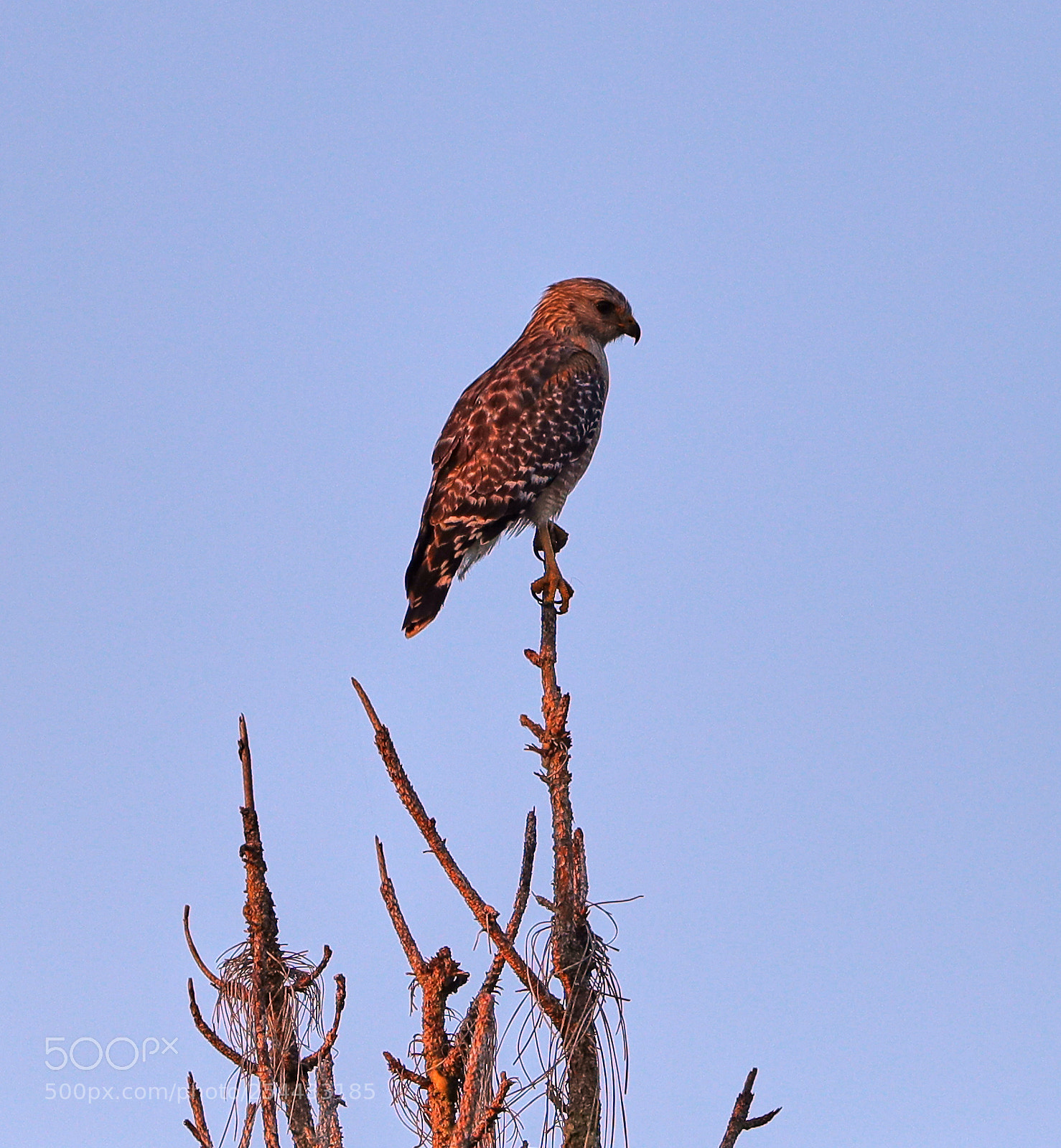 Canon EOS-1D X Mark II sample photo. 04-20-18-0013923.jpg photography