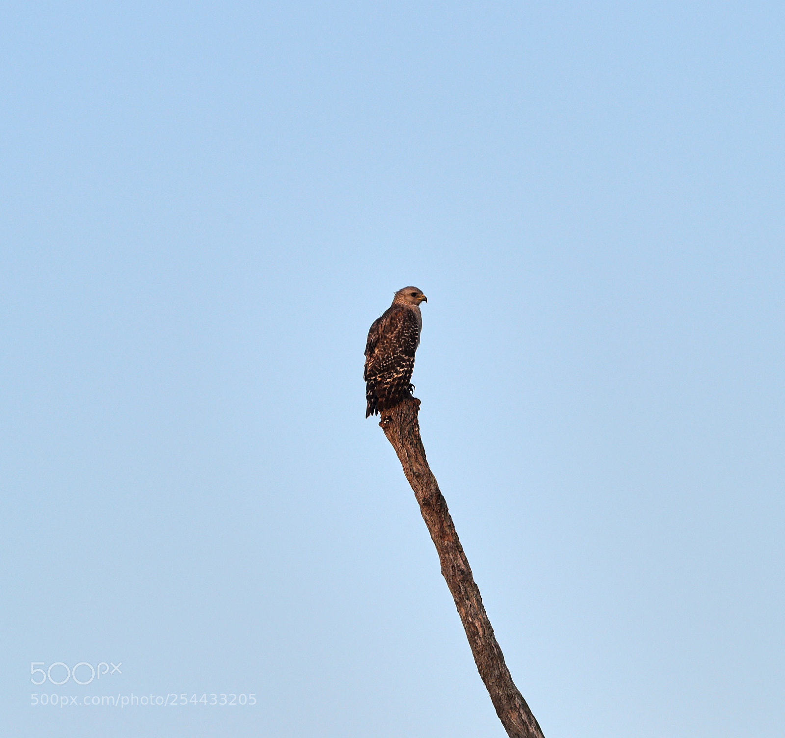 Canon EOS-1D X Mark II sample photo. 04-20-18-0013912.jpg photography
