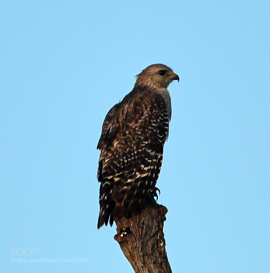 Canon EOS-1D X Mark II sample photo. 04-20-18-0013911.jpg photography