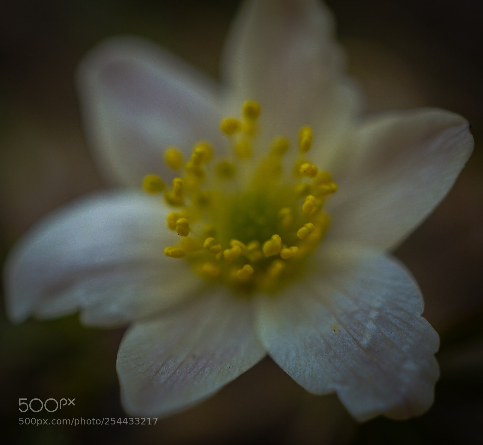 Sony a7 II sample photo. "white spring angel " photography