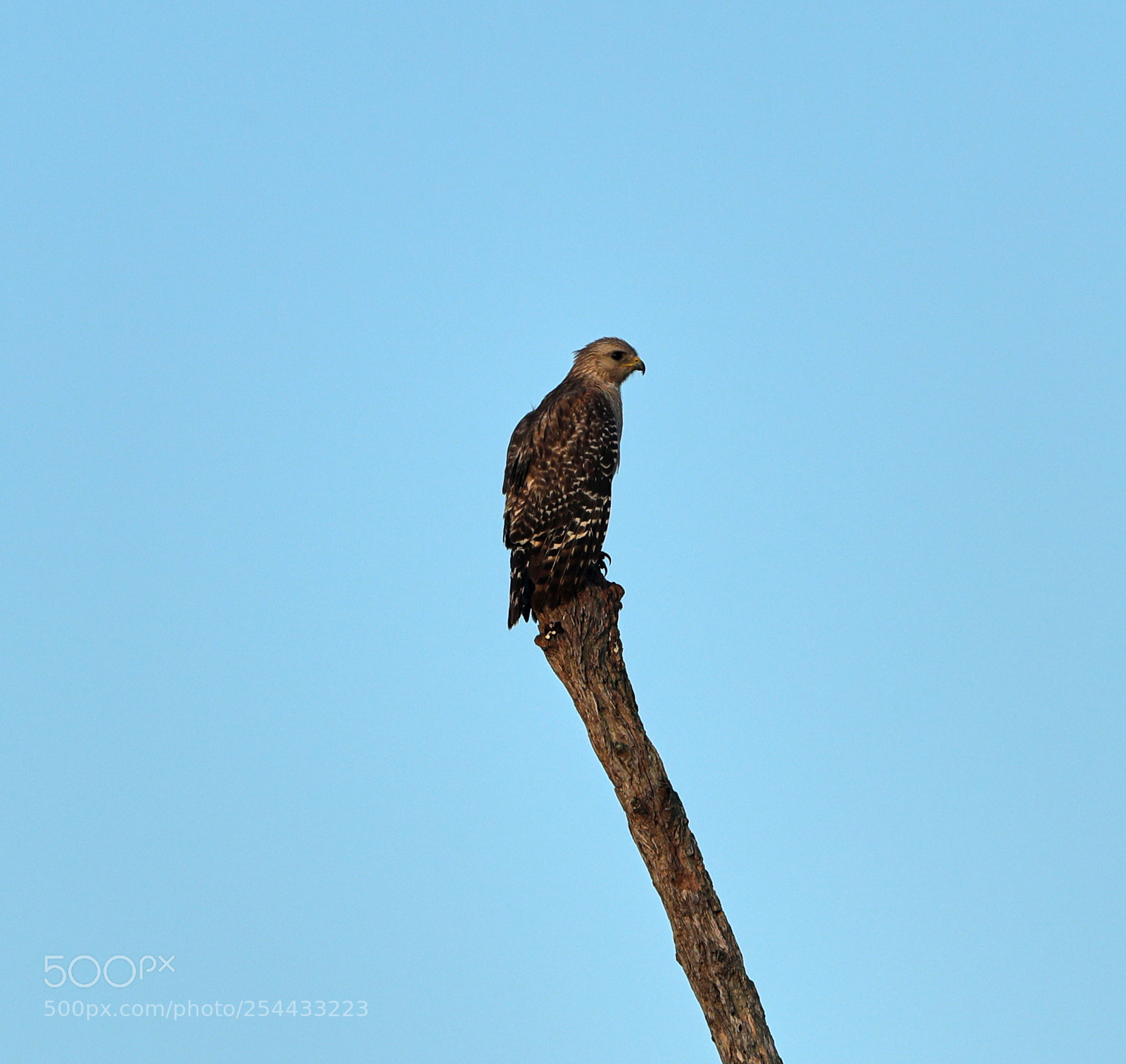 Canon EOS-1D X Mark II sample photo. 04-20-18-0013907.jpg photography