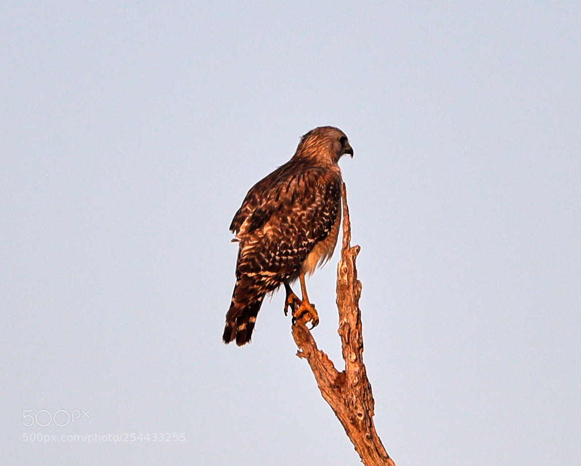 Canon EOS-1D X Mark II sample photo. 04-20-18-0013903.jpg photography