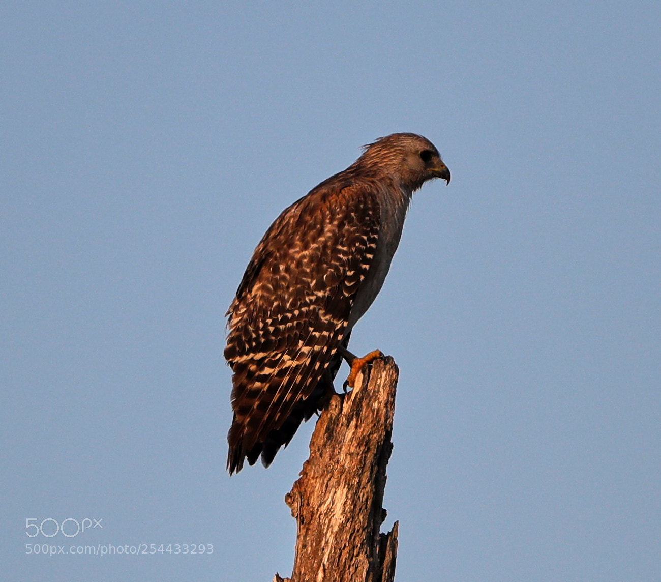 Canon EOS-1D X Mark II sample photo. 04-20-18-0013900.jpg photography
