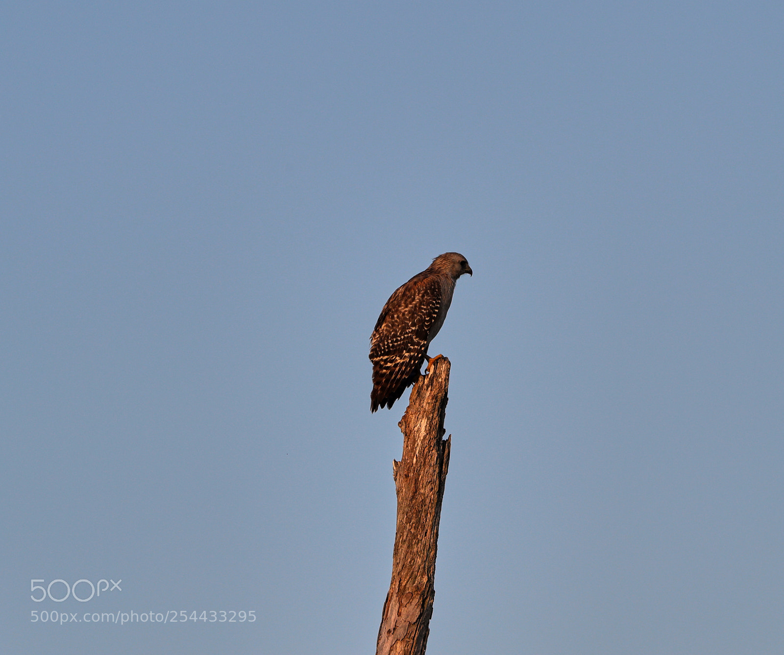 Canon EOS-1D X Mark II sample photo. 04-20-18-0013899.jpg photography